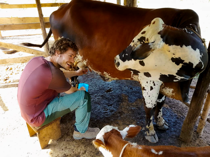 Bas melkt een koe tijdens een werkbezoek aan een boerderij in Oeganda
